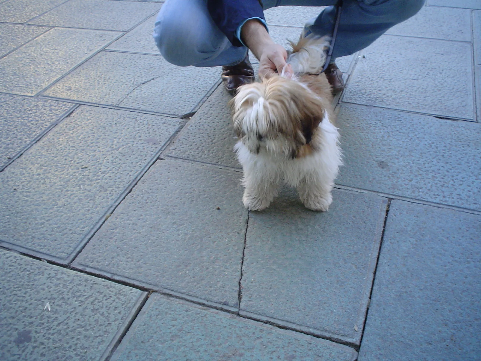 Shih Tzu standing outdoors