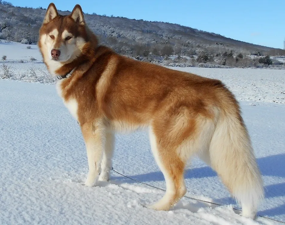 Siberian Husky standing in snow