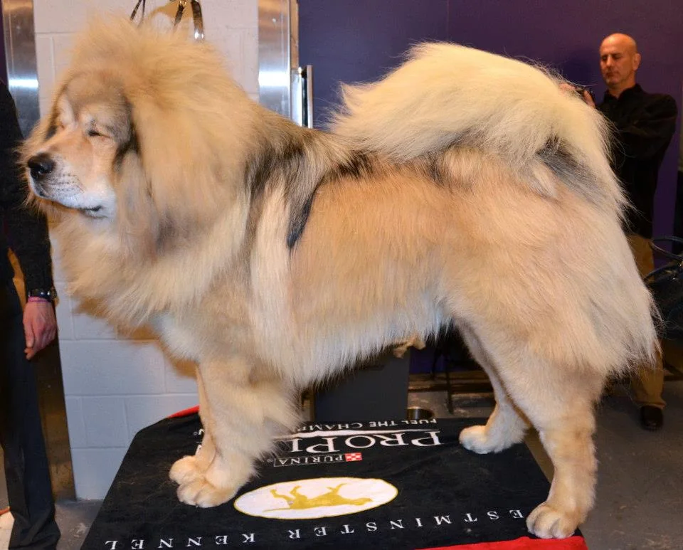 Tibetan Mastiff standing at a dog show