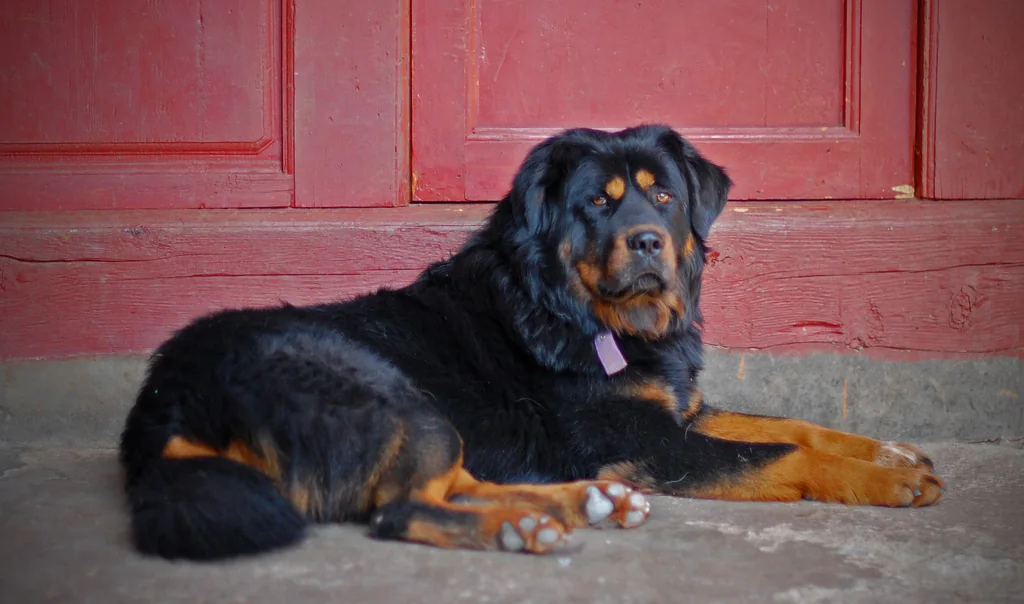Tibetan Mastiff lying calmly outside a building