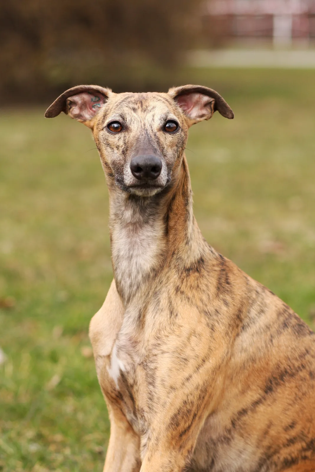 Brindle Whippet portrait outdoors