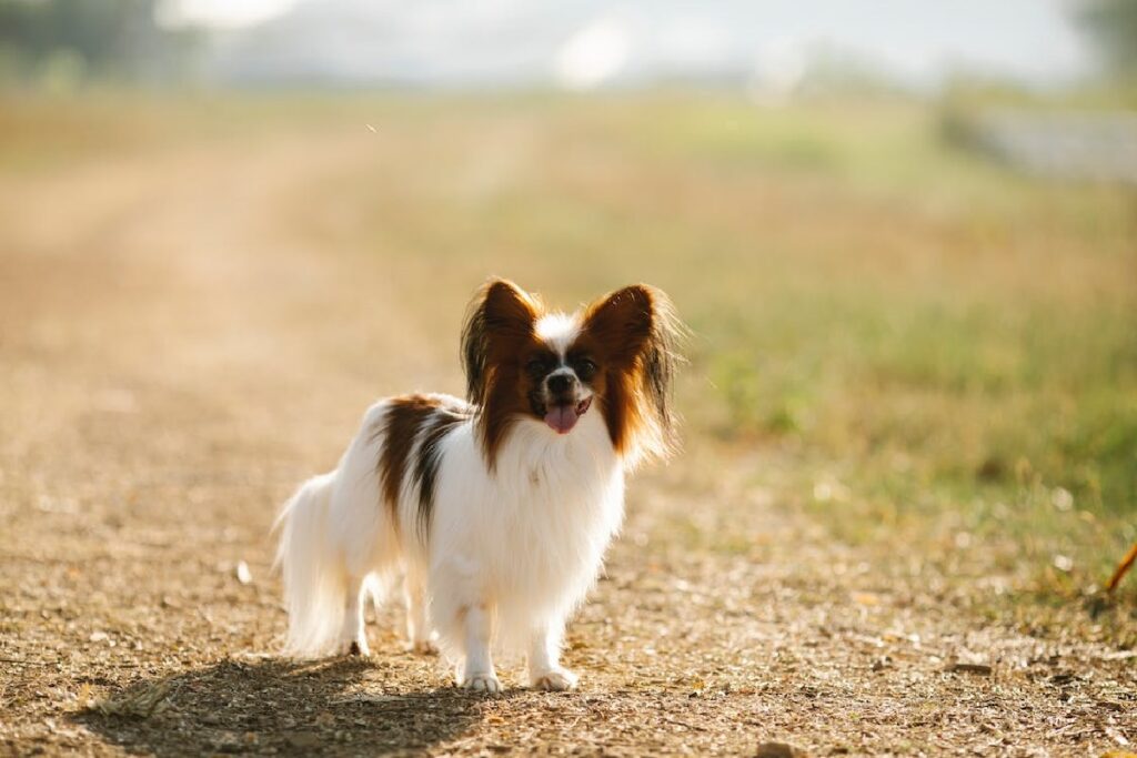 good dogs for first time owners