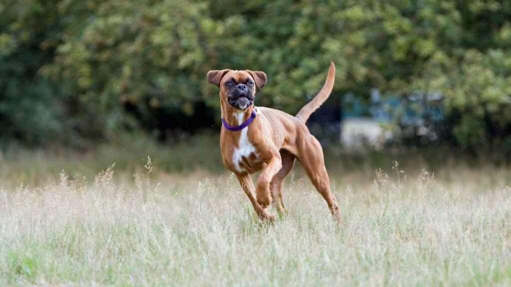 boxer