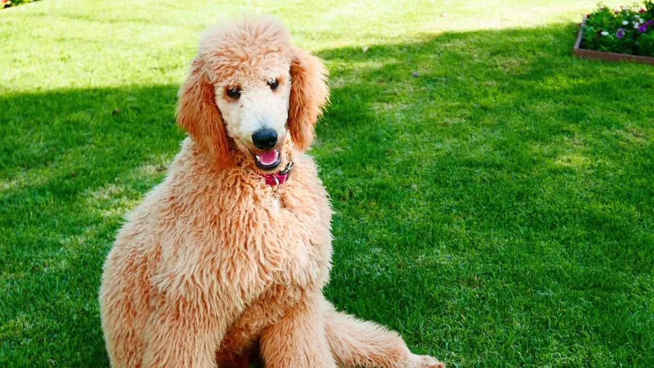 Poodle