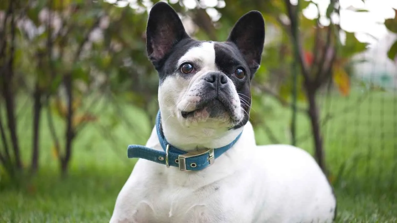 French Bulldog