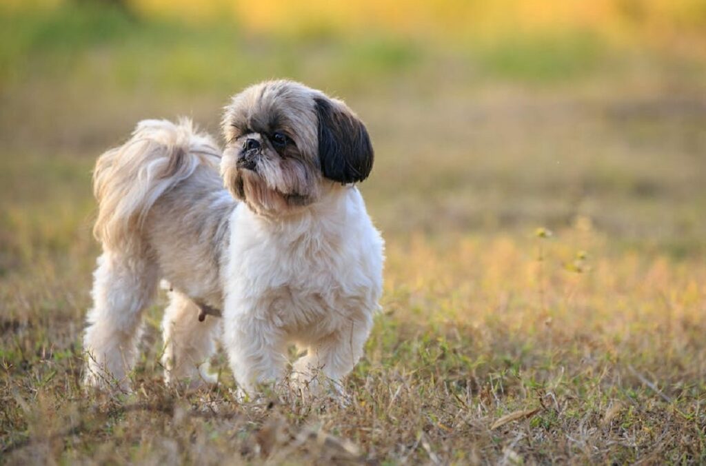best first dog