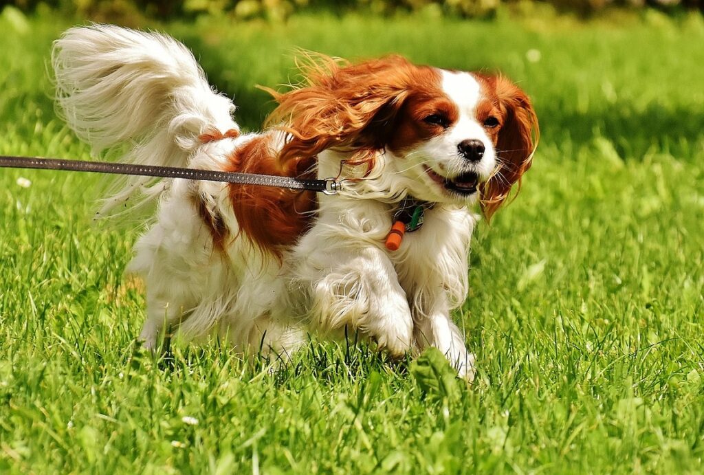 best dog to own