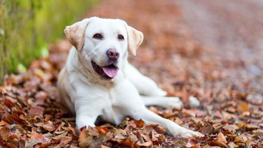 best dogs to have