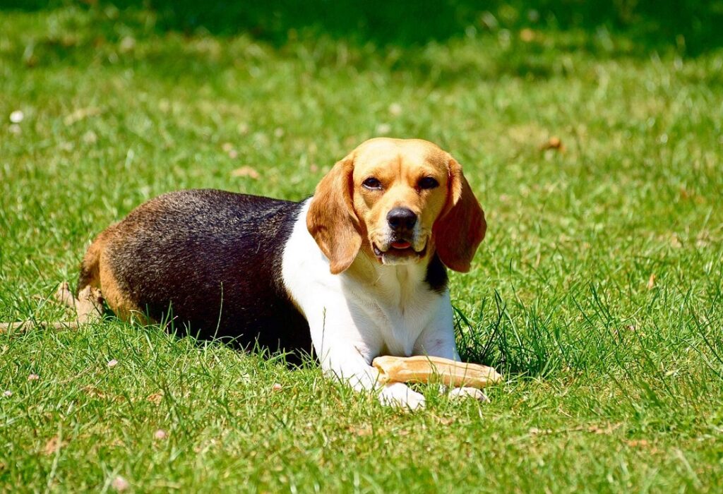 best dogs for beginners
