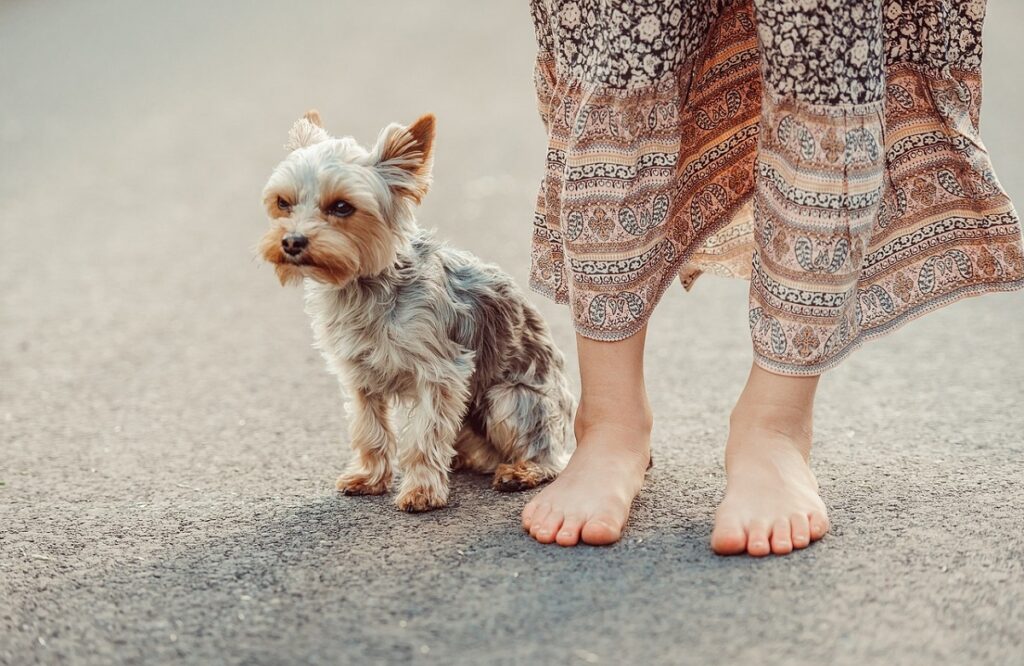 best dogs to get