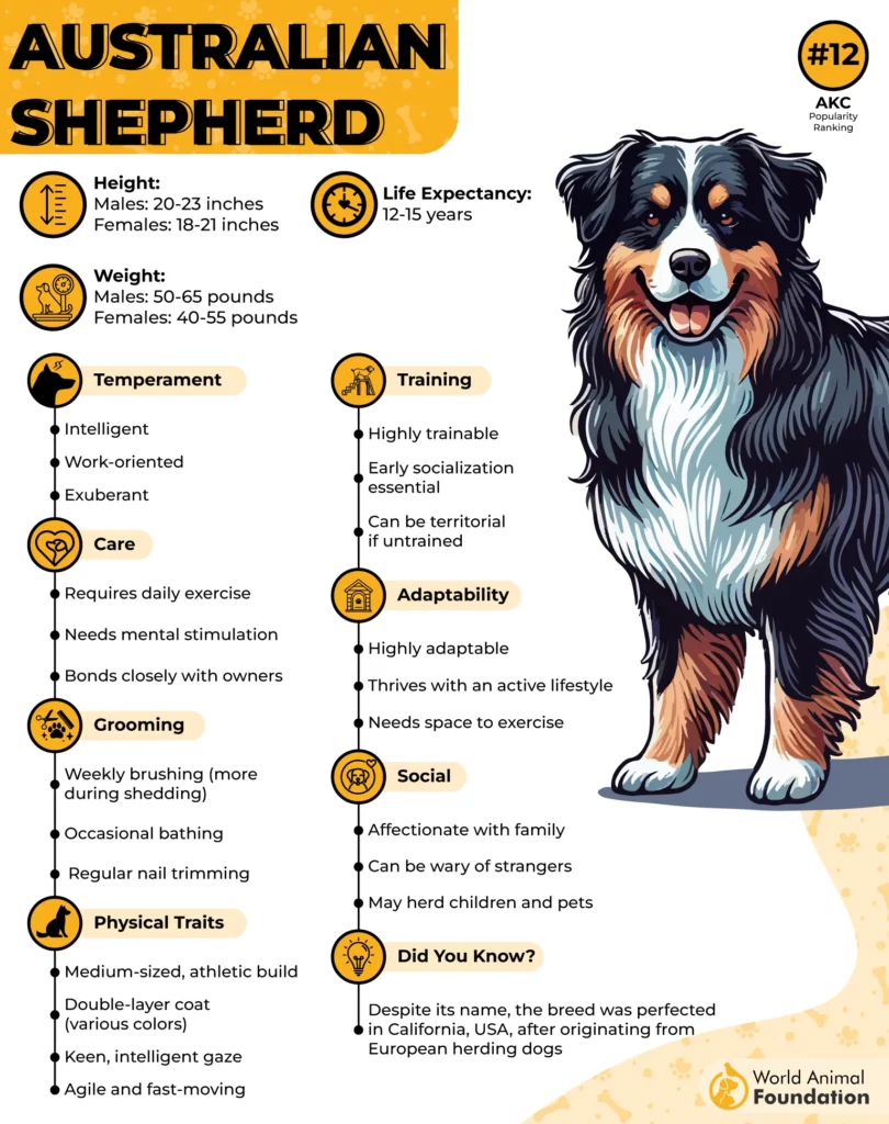 Australian Shepherd