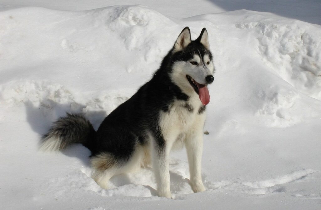 black and white dog breeds