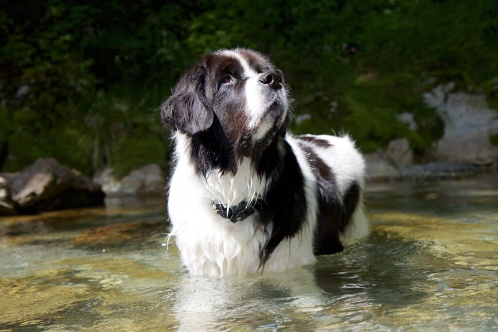 black and white dog breeds large