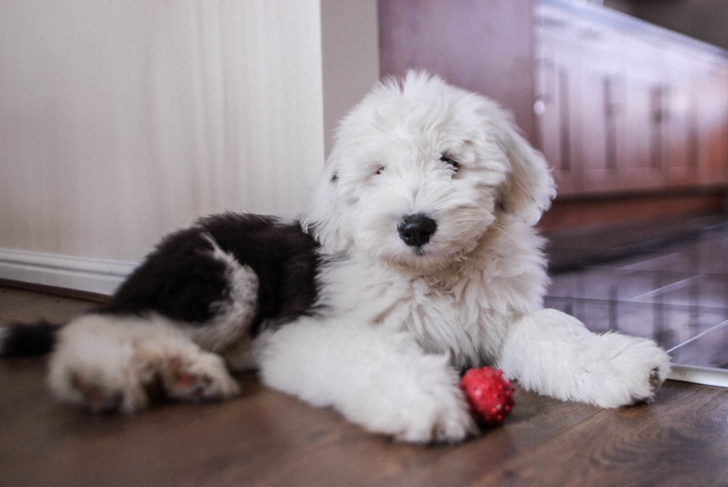 black & white dog breeds