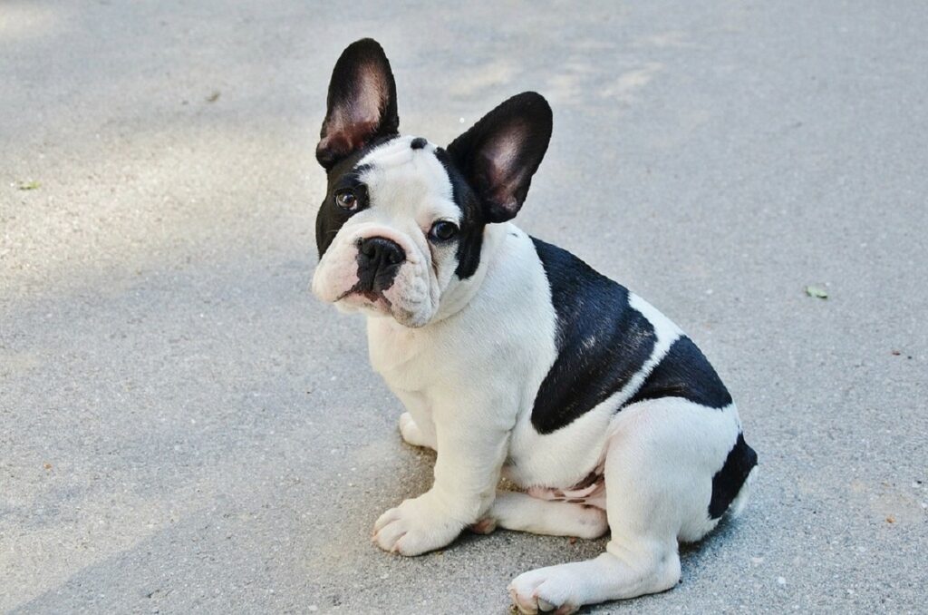 black and white puppy