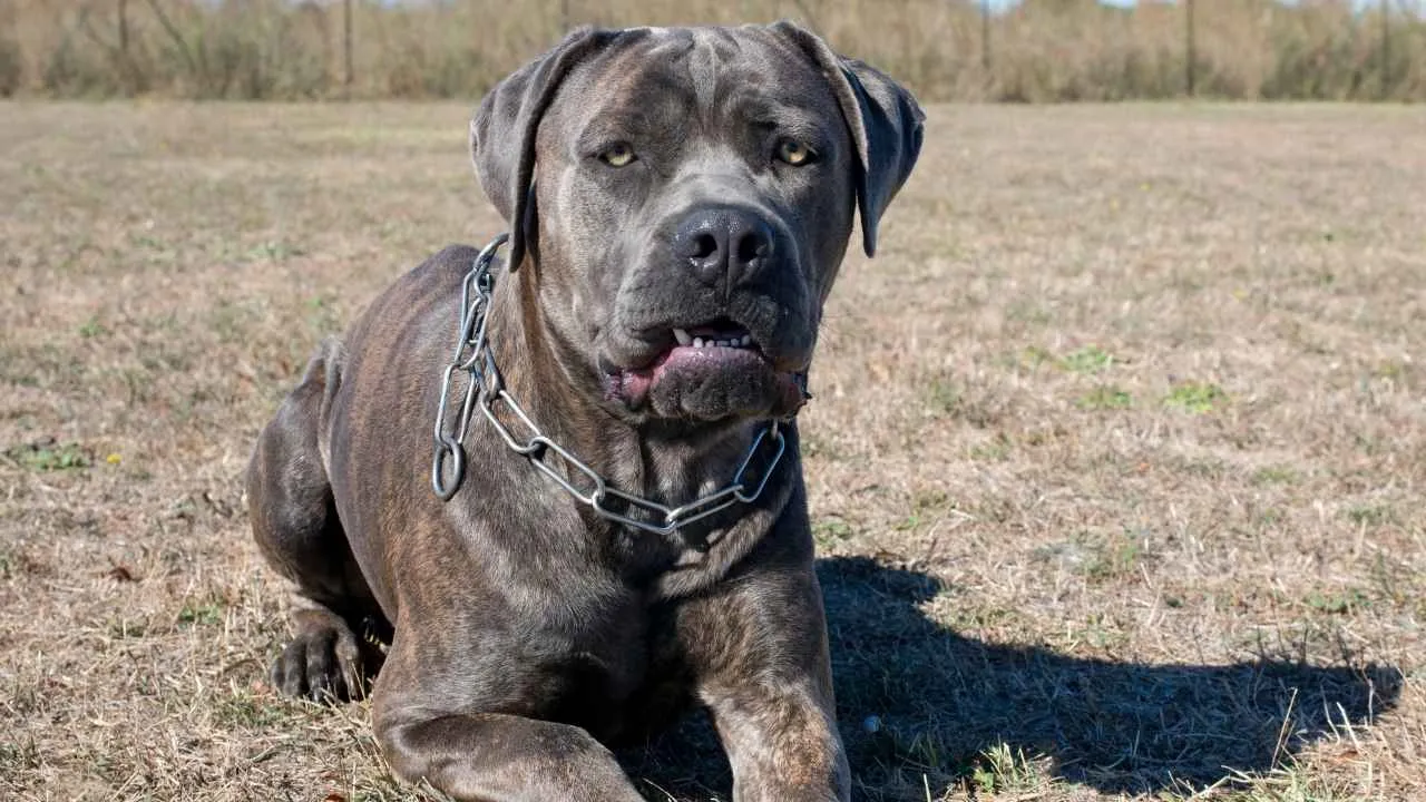 Cane Corso