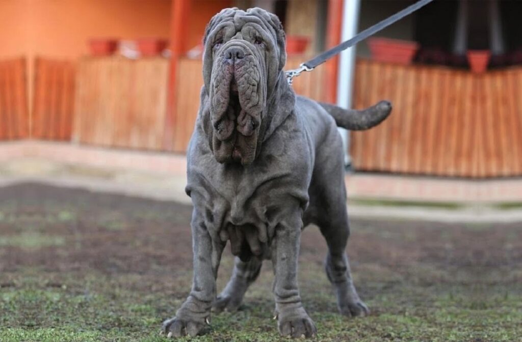 Neapolitan Mastiff