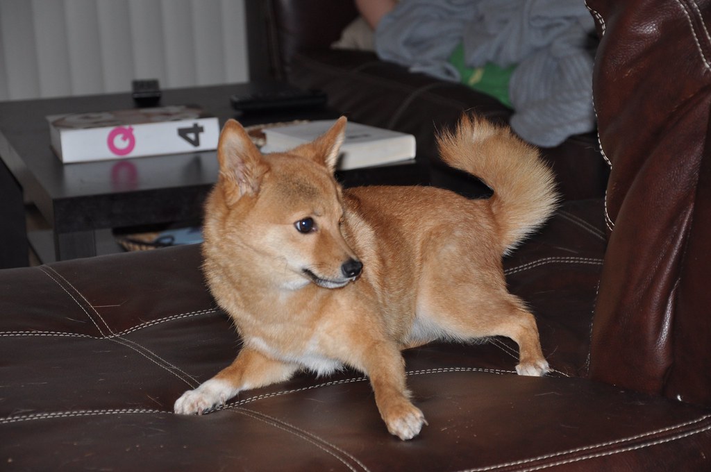 corgi mix breeds
