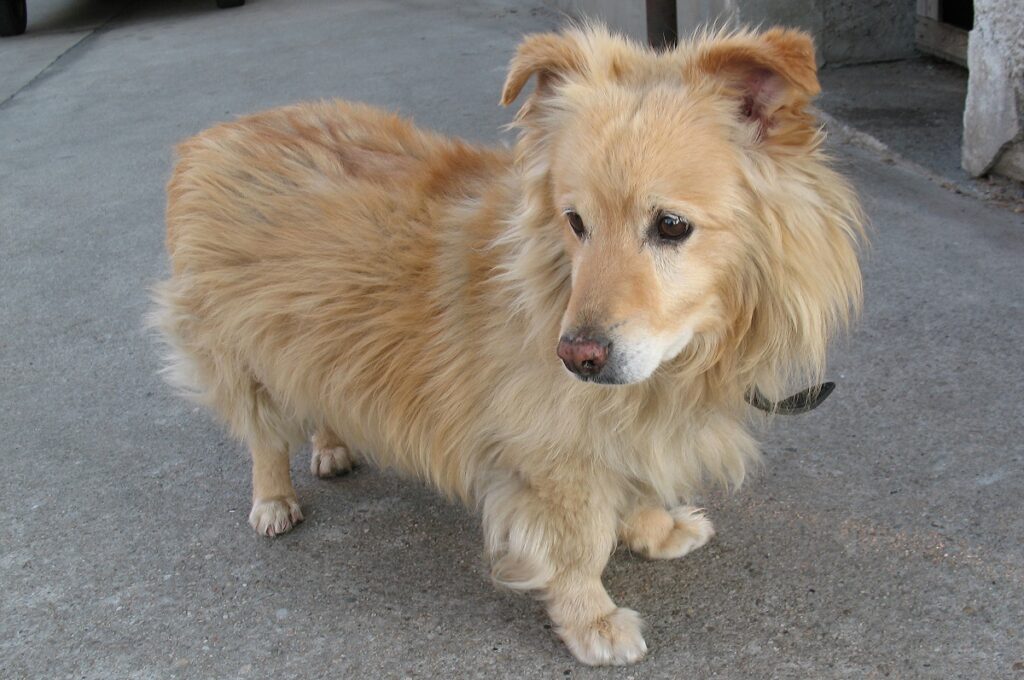 corgi golden retriever mix