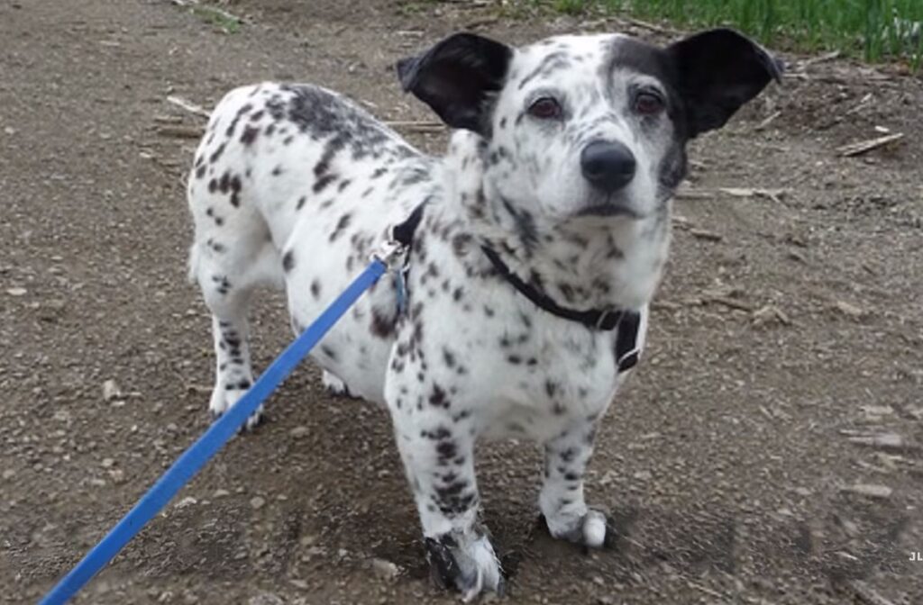 cute corgi mixes
