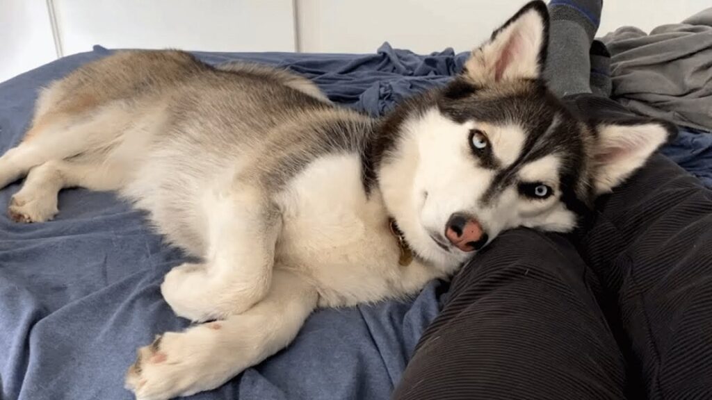 corgi husky mix
