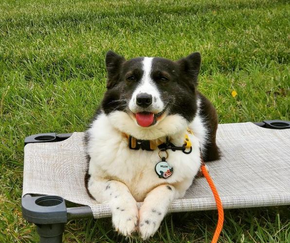 dogs mixed with corgis