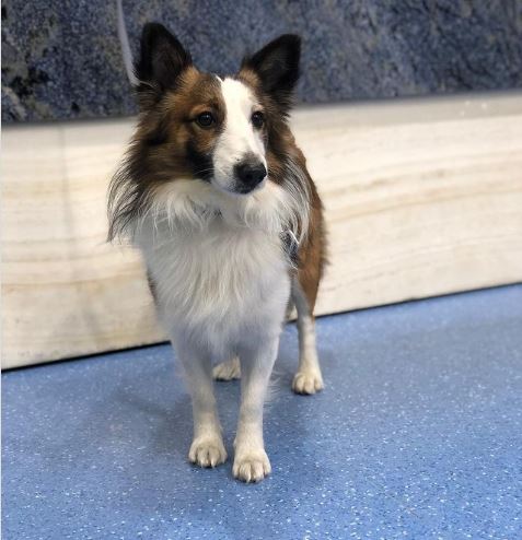 corgi cross breeds