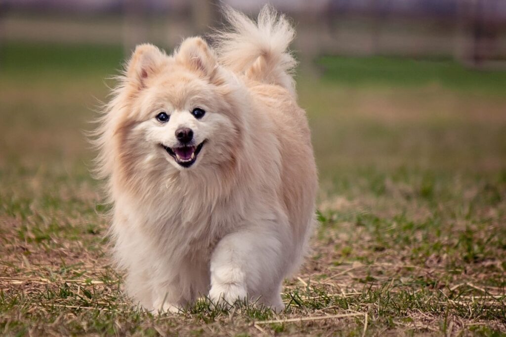 corgi mix breeds