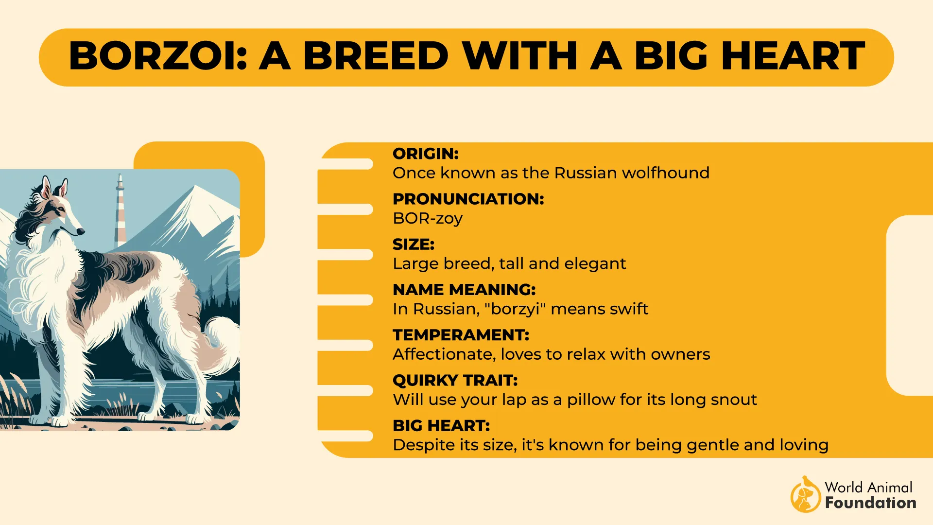 Borzoi A Breed with a Big Heart-01