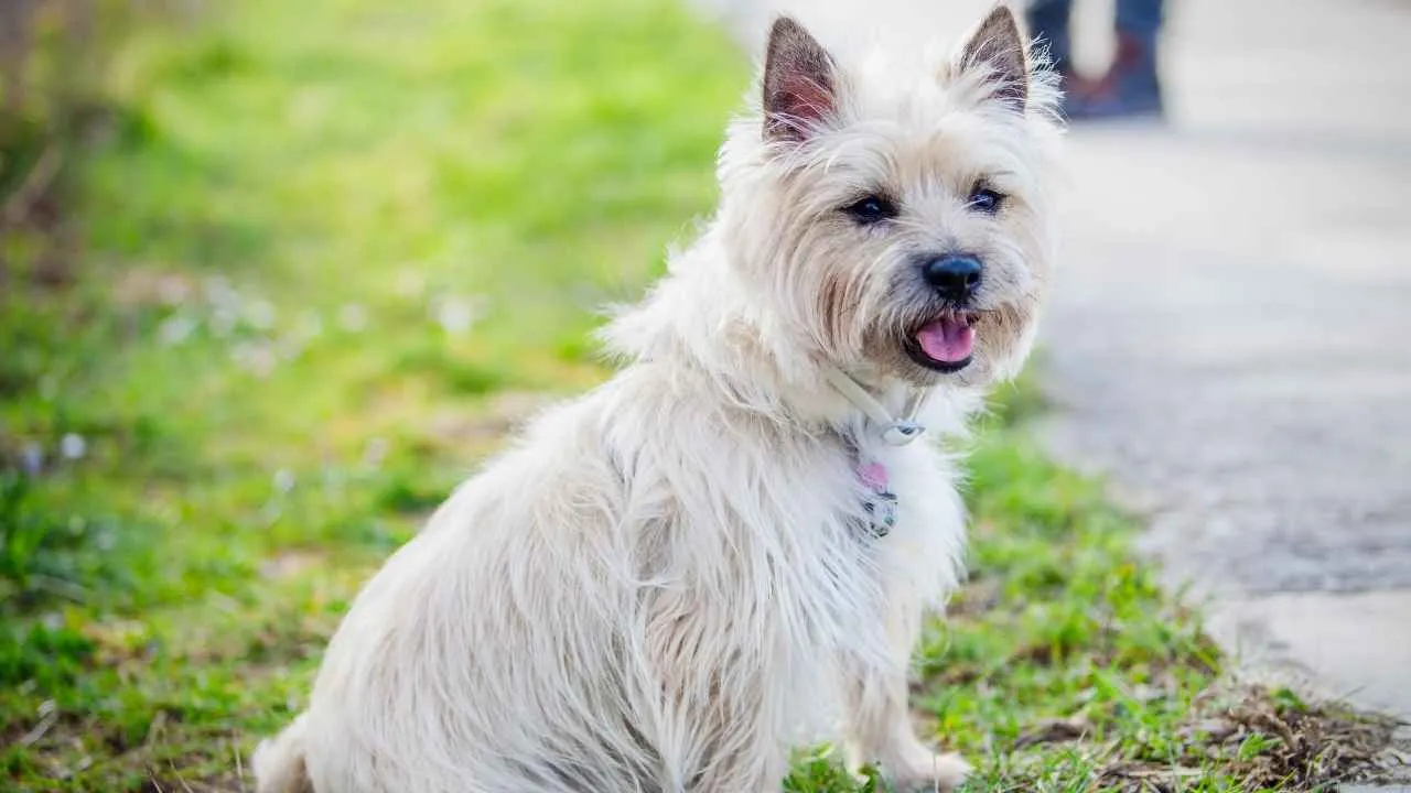 Cairn Terrier