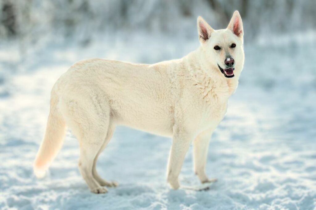 dog like german shepherd but bigger
