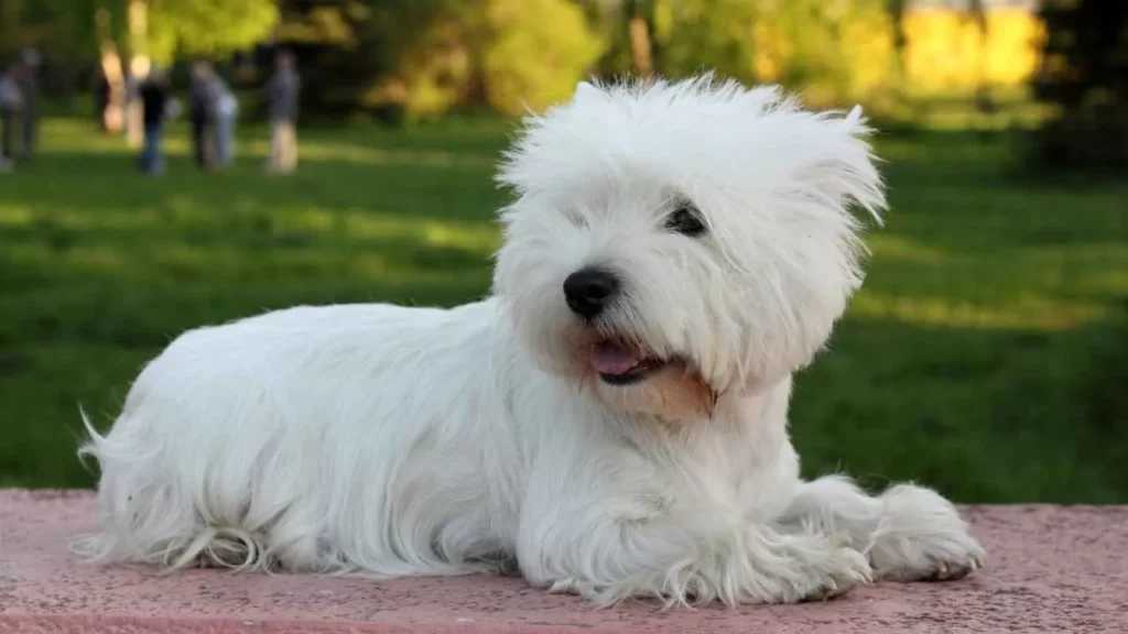 West Highland Terrier