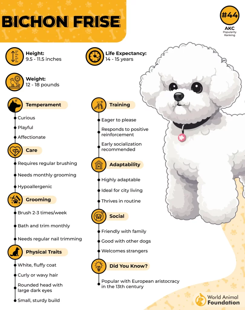 bichon frise