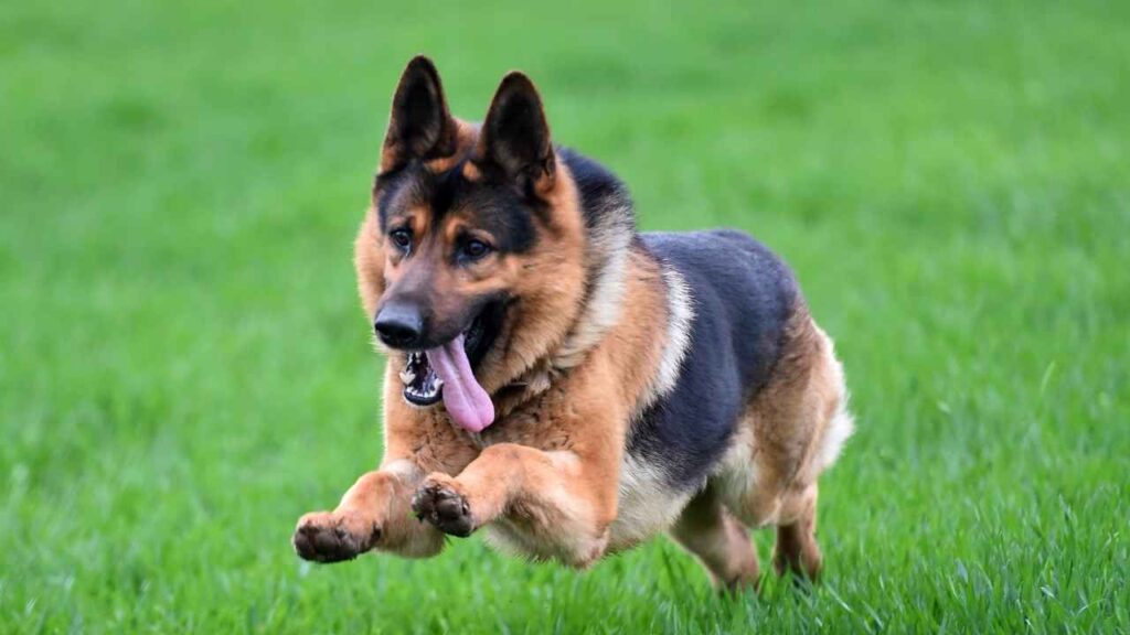German-Shepherd-23-1