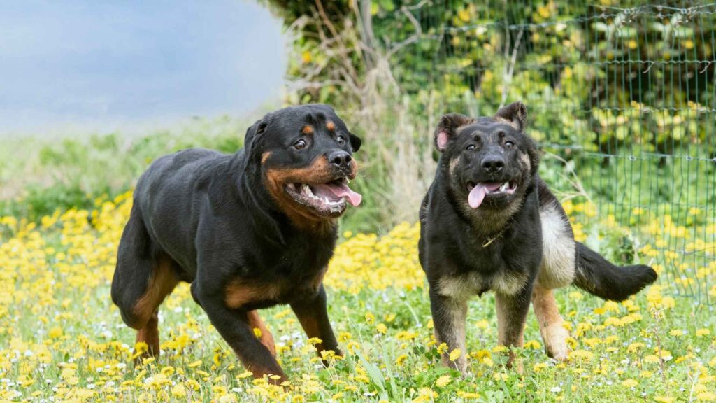 erman Shepherd or Rottweiler: