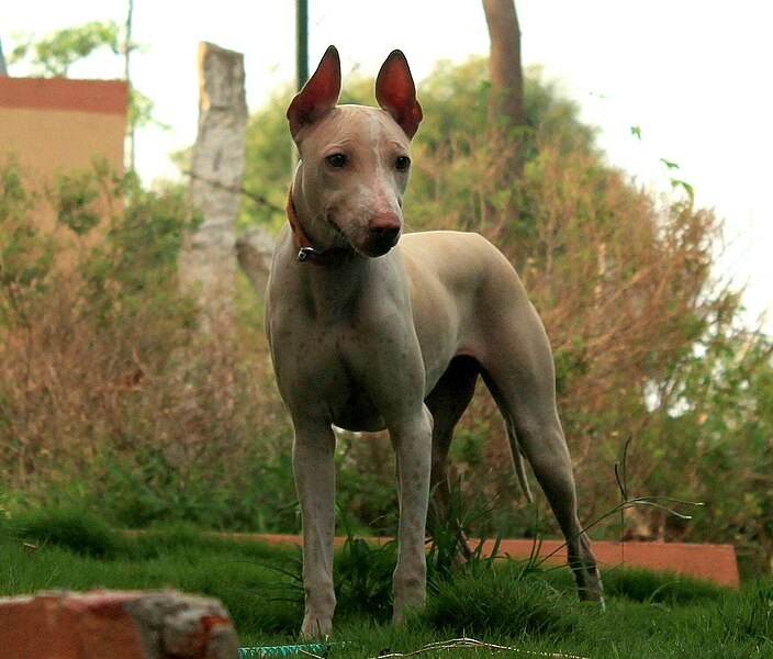 egyptian hairless dog

