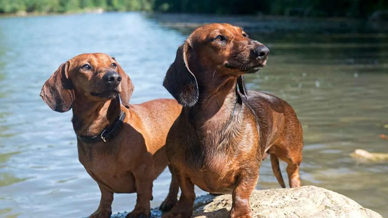 Dachshund