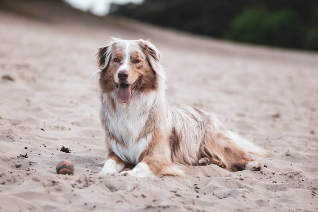 healthy dog breeds