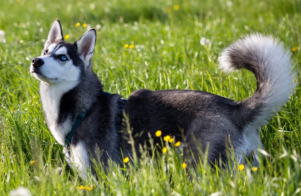dogs with least health issues