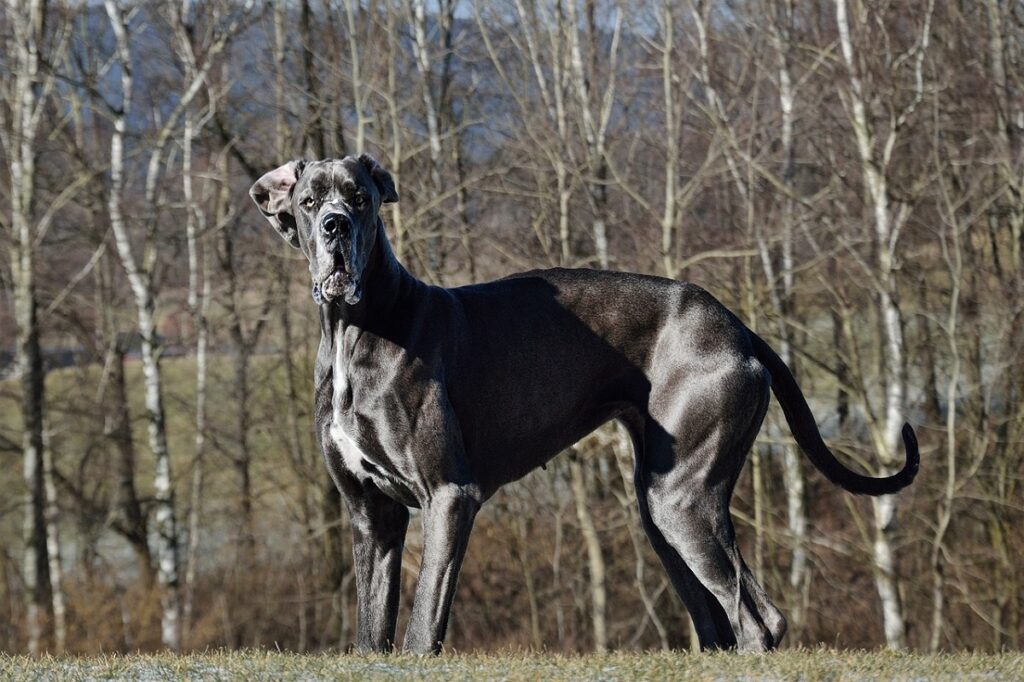 dog breeds with the least health problems