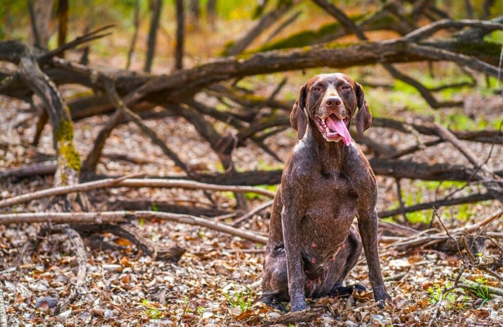healthy small dog breeds
