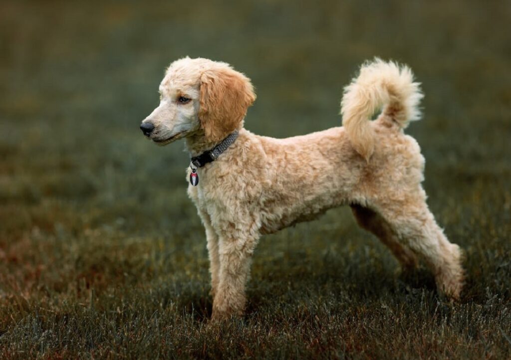 healthiest longest living dog breeds