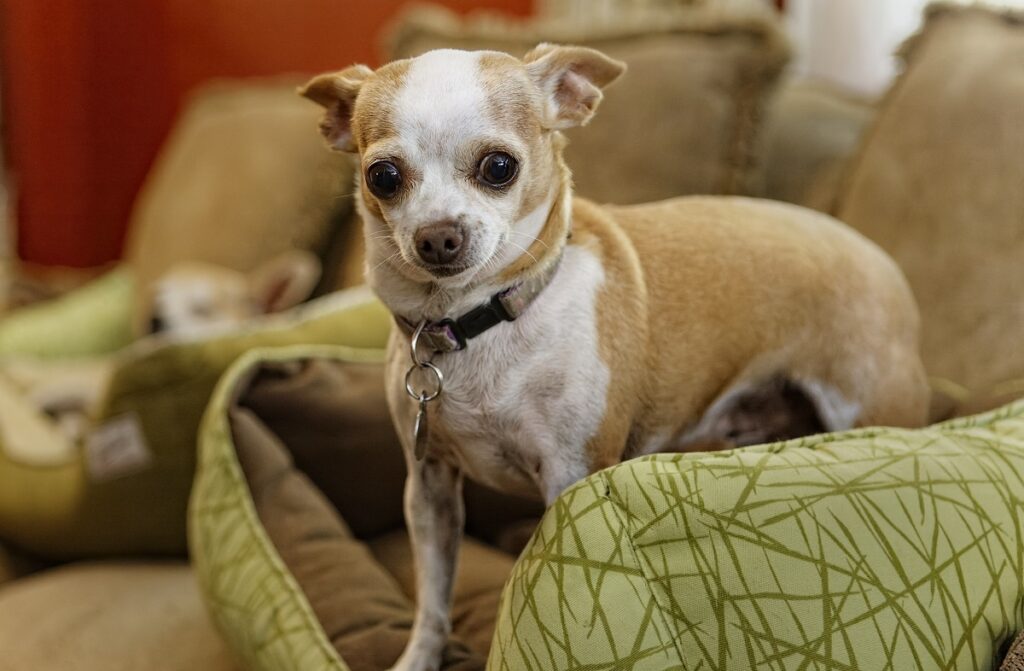 healthiest dogs