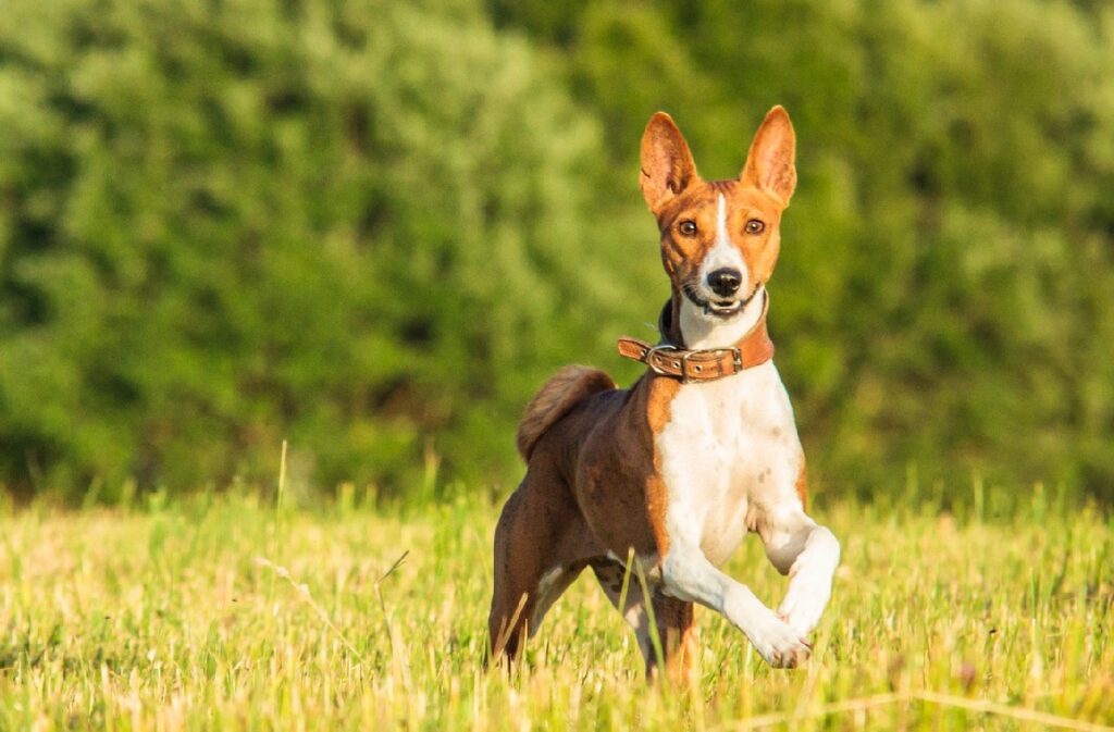 what is the healthiest dog breed