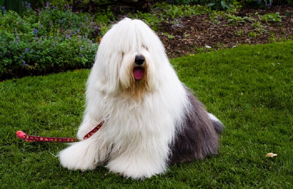what are the healthiest dogs