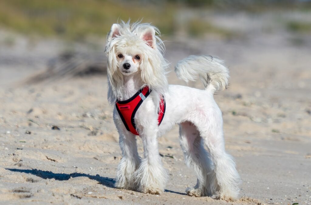 dog breeds with the least health problems