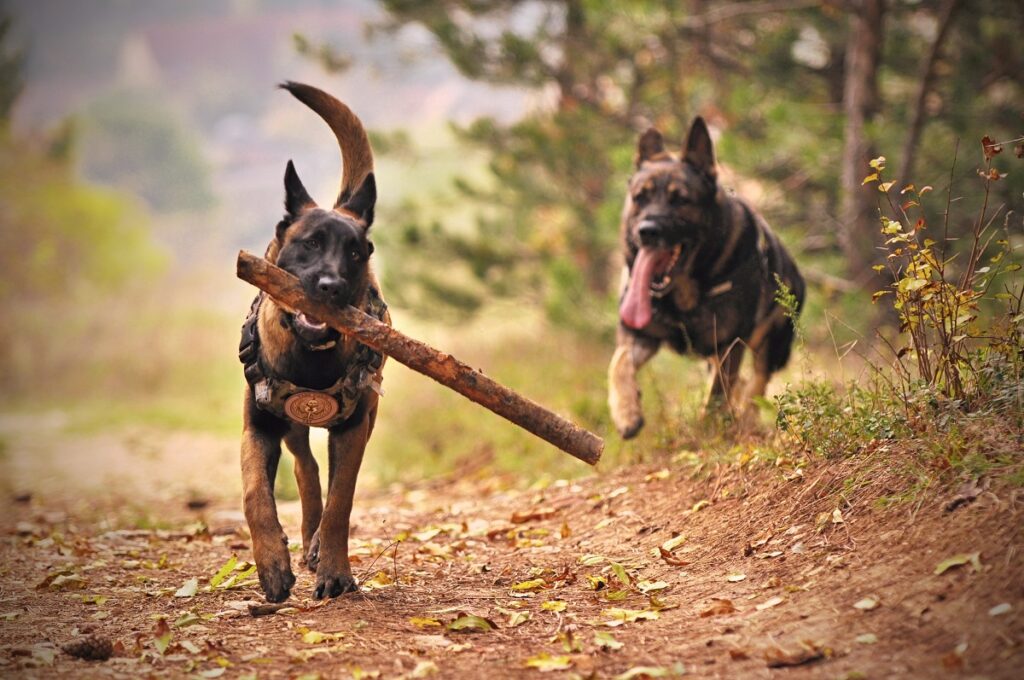 what breed of dog has the least health problems