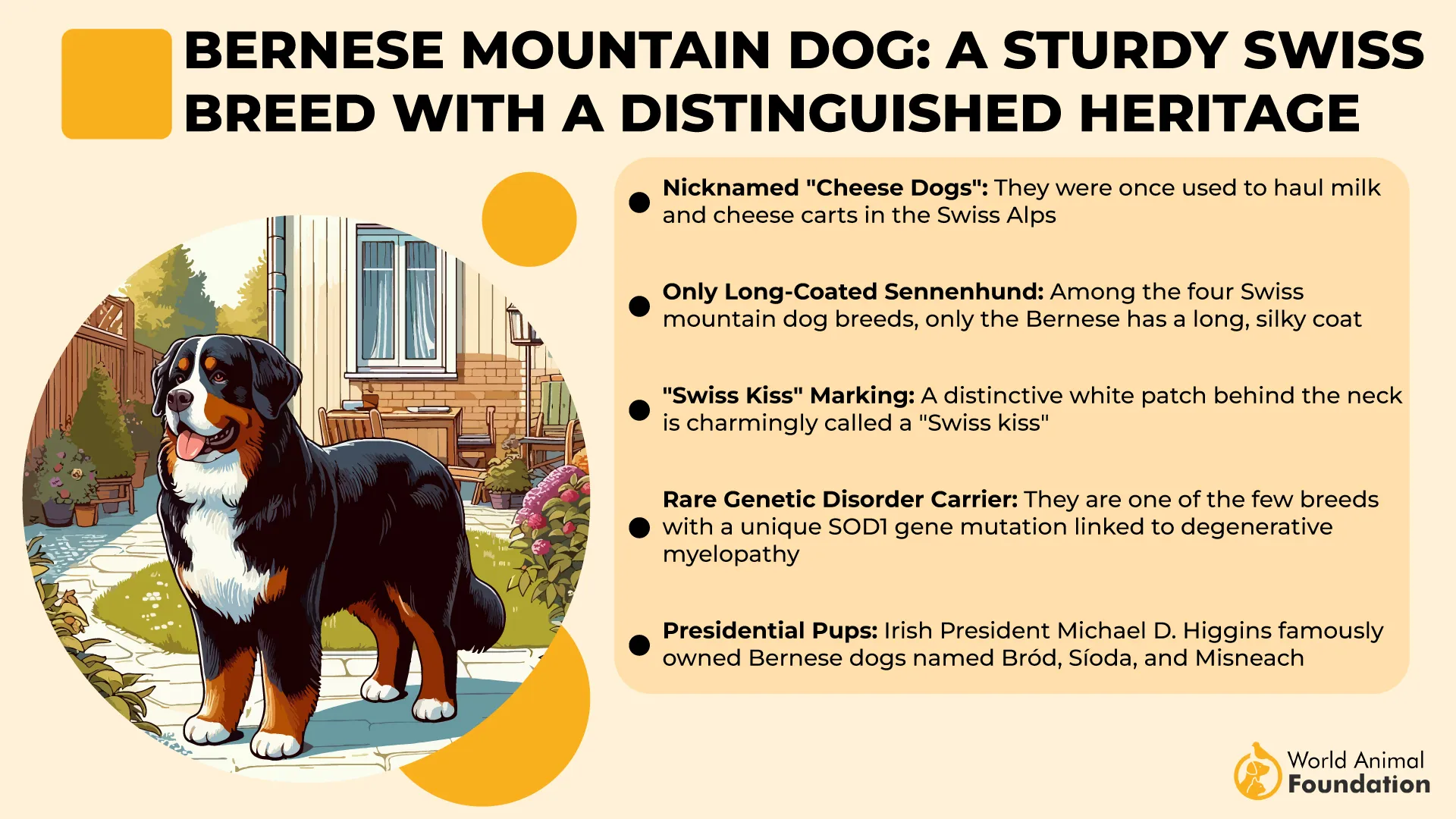 Bernese Mountain Dog A Sturdy Swiss Breed with a Distinguished Heritage-01