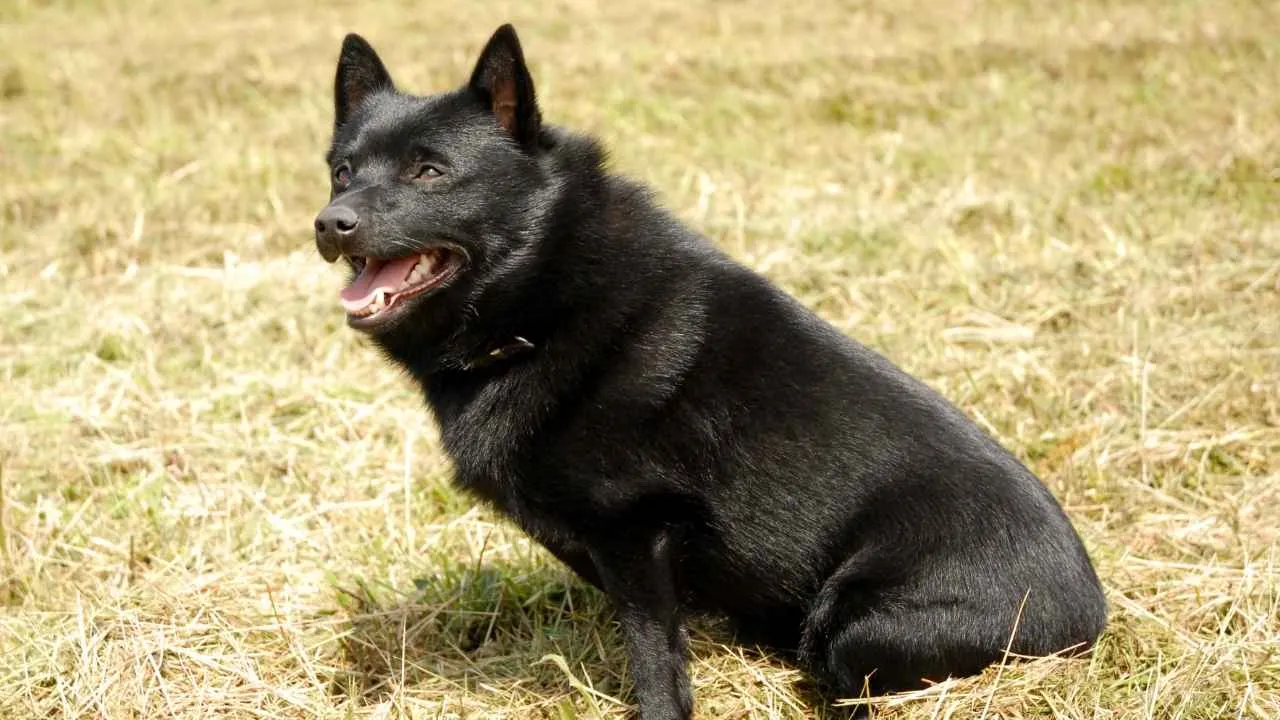 Schipperke