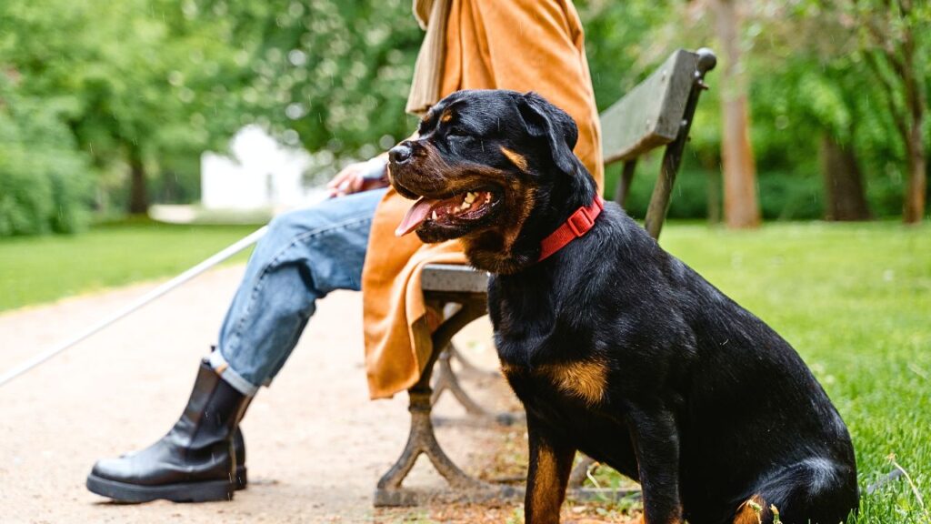 Discover The Loyal Companion You Need - TOP DOG SITE